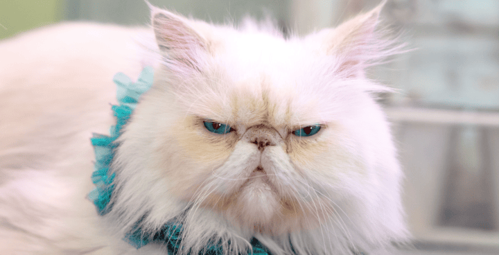 Fi Grumpy Cat